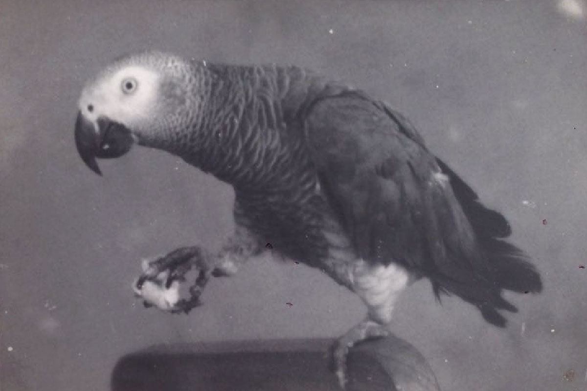 Jacó, la mascota de Tropical en Vale de Cambra - 1965