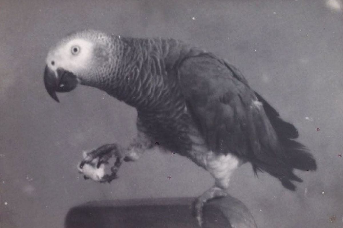 Jacó, a mascote do Tropical em Vale de Cambra - 1965